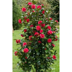 Saksıda Kırmızı Renkli Kamelya Çiçeği Fidanı 60 - 80 cm