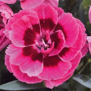 Nadir Kokulu Sweet Pleasure Pink Eye  Karanfil Çiçeği Fidesi (2 Adet)