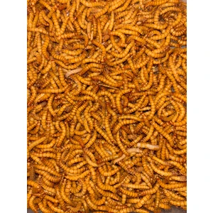 Mealworn 200 Adet Akvaryum Balığı Yemi ve Kanatlı Yemi(Unkurdu)