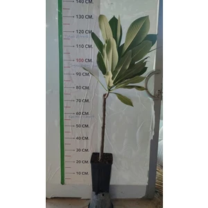 Saksıda Amerikan Fulu (Plumeria Alba) Ağacı Fidanı(boy 1m )