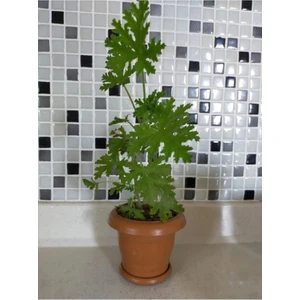 Isparta Gülü Sardunya Itır Çiçeği Fidanı 10-20 cm