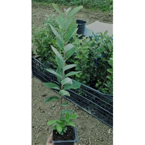 Tüplü Fidan Kaymak Ağacı Fidanı İki Adet