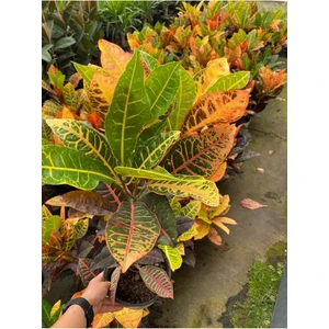 Garden Box Muhteşem Renkli Kraton Çiçeği 1 Adet Saksılı 30-40CM (Codiaeum Variegatum)