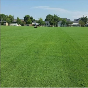 Tekno Trust Bermuda Çim Tohumu 500 gr Uganda Çimi Köpek Dişi Ayrığı Bermuda Grass Çim Tohumu