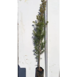 Bayraktar Peyzaj Sedir Çamı Fidanı Boy 60-80 cm