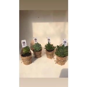 20 Adet Sukulent Mix Set Özel Hediyelik (Etiket Dahil Değildir)