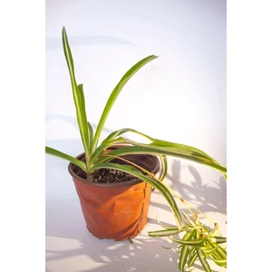 Bayraktar Peyzaj Kurdele Çiçeği Chlorophytum Comosum 8 cm Orta Boy Saksıda
