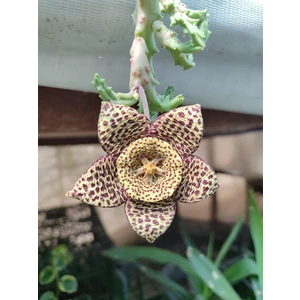 Bayraktar Peyzaj Leş Kaktüs Orbea Variegat Sukulent Tekli 5,5 cm Saksıda