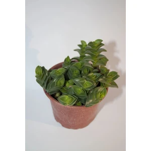 Bayraktar Peyzaj Callisia Navicularis Sukulent Tekli 5,5 cm Saksıda