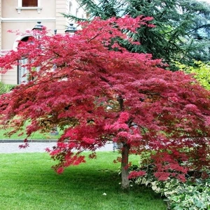 Kırmızı Yapraklı Japon Akçaağaç Acer Palmatum Atropurpureum 3 Ade