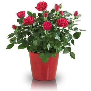 Yediveren Saksılı Kırmızı Gül –20-30cm