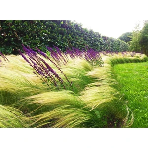 Stipa At Kuyruğu 3 Adet - Otsu Yer Örtücü Bitki