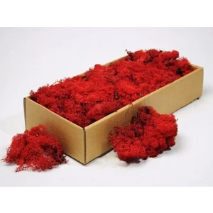 Trend Bahçe Kırmızı Şoklanmış Izlanda Reindermoss Teraryum Yosunu Sphangum 3