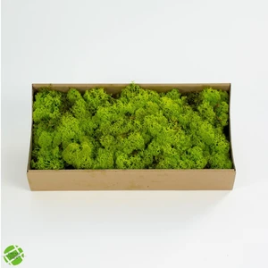 Trend Bahçe Reindeer Moss Lime Green Şoklanmış Ithal Norveç Yosunu