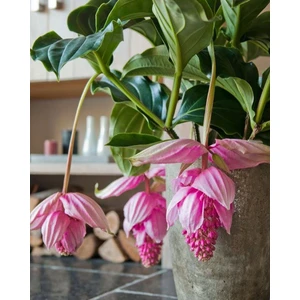 MEDİNE GÜLÜ ÇİÇEĞİ - Medinilla Magnifica