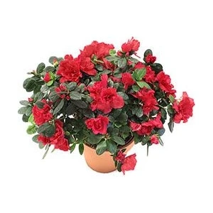 Açelya 20-25 cm çap saksıda Büyük boy