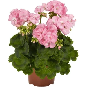 Isparta Gülü Sardunya Çiçeği Fidesi Pembe Renk 10-20 cm