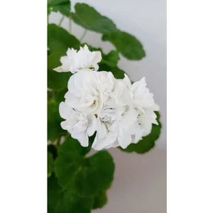 Isparta Gülü Pamuk Beyaz Sardünya Fidesi 10-20 cm