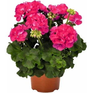 Isparta Gülü Iran Gül Pembe Sardunya Çiçeği Fidesi 10-20 cm