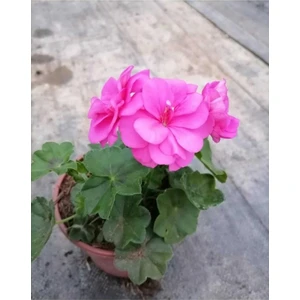 Isparta Gülü Shocking Pembe Sardunya Çiçeği Fidesi 10-20 cm
