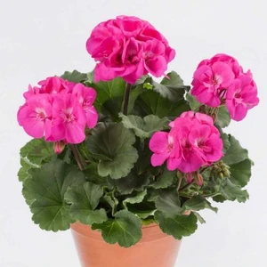 Isparta Gülü Fuşya Sardunya Çiçeği Fidesi 10-20