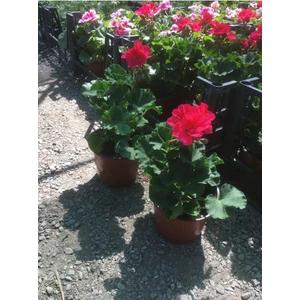 Isparta Gülü Koyu Fuşya Sardunya Çiçeği Fidesi 10-20 cm