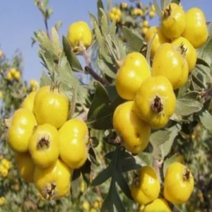 Aşılı Sarı Alıç Fidanı Tüplü