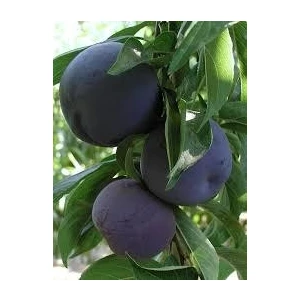 Tüplü Fidan Black Splendor Erik Fidanı