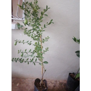 Finger Lime ( Özel Aşı Saksılı  Bodur Avustralya Parmak Limonu)