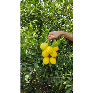 5 kg Çukurova Limonu Bol Sulu Ince Kabuk