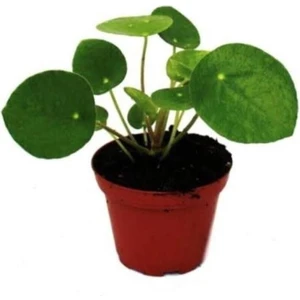 Isparta Gülü Çin Şans Pilea Para Çiçeği 10-20 cm