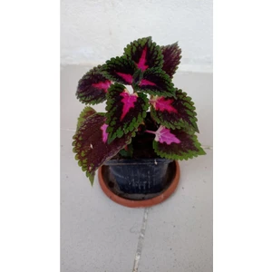 Isparta Gülü Karışık Renk Yaprağı Güzel Çiçeği 10-20 cm