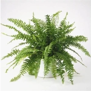 Isparta Gülü Aşk Merdiveni Fujer Nephrolepis 10-20 cm