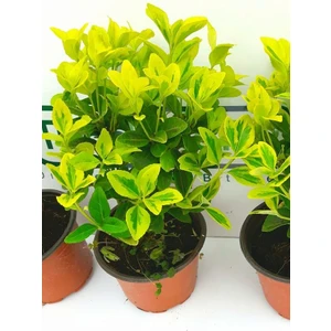 GOLD TAFLAN 5 ADET PAKET - SARI ÇİT BİTKİSİ