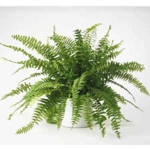 Isparta Gülü Aşk Merdiveni Çiçeği Fidanı 10-20 cm