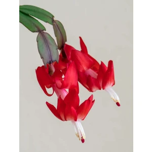 Bitkim Sende Yılbaşı Bitkisi Yılbaşı Çiçeği