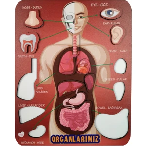 Organlarımız Eğitici ve Öğretici Oyuncak Bultak Yapboz&puzzle