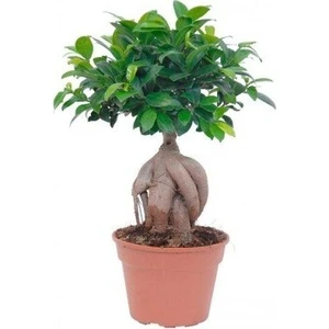 Thebestonline Ficus Bonsai, Gingseng Bonsai