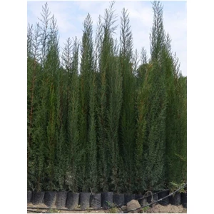 Doğan Fidancılık 8 Adet Tüplü Kara Servi Boy 90-120CM