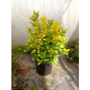 Tunç Botanik GOLD TAFLAN 10 ADET - BÜYÜK BOY 40 - 50 cm