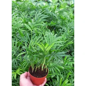 AREKA PALMİYESİ 20-25 cm - HEDİYELİK SALON OFİS BİTKİSİ