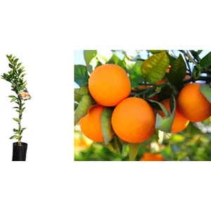 Portakal Fidanı - 3 Yaş Aşılı ve Tüplü Fidan 100-150 cm