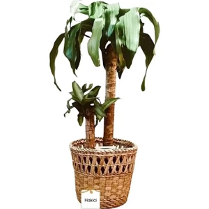 Özel Üretim Hasır El Yapımı Saksı