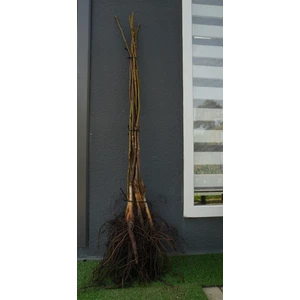 Arel Tarım Açık Köklü Chandler Ceviz Fidanı 10'lu - 50-100 cm