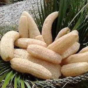 Köy Tohumları 20 Cm Organik Sünger Kabağı Taze Hasat Hatay Samandağ Banyo Hamam Kese Lifi