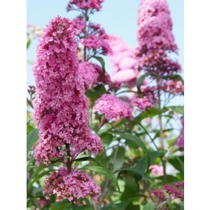 1-2 Yaş Arası Tüplü Kelebek Çalısı ('butterfly Candy Pink') Fidanı - Canlı Pembe Çiçekler