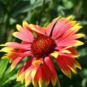 Tunç Botanik Gayret Çiçeği 5 Adet 'gaillardia Grandiflora'