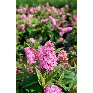 1-2 Yaş Arası Tüplü Kelebek Çalısı (Buddleja Davidii 'butterfly Candy Little Pink') Fidanı - Çekici Pembe Çiçekler