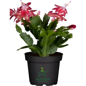 Garden Box Kırmızı Renk Yılbaşı Çiçeği 1 Adet Saksılı 10-20CM Schlumbergera Truncata