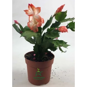 Garden Box Yılbaşı Kaktüsü Somon Rengi Yılbaşı Çiçeği 10-15CM Schlumbergera Truncata